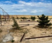 Сосны оказались на участке под застройку: жители Актау просят спасти деревья